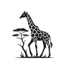 Naklejka premium Silhouette of a Giraffe Standing Next to an Acacia Tree in the Savanna