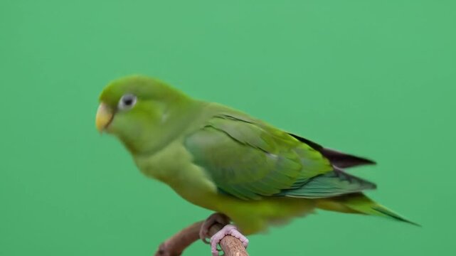 Charming Green Parrot Perched and Preening in Studio Setting, Showing Natural Bird Behavior