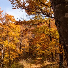 Fototapeta premium Autumn forest path (7)