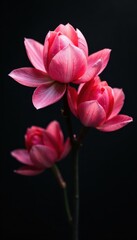 Fototapeta premium Monochrome blooms, stark contrast; dramatic shadows , white, still life