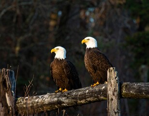 Eagles on Rustic Fence