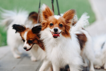 cute red and white papillon dogs walking on leashes with owner in park with green grass in summer