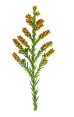 Naklejka premium スギ 2月撮影