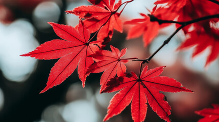 Vibrant Red Autumn Leaves on Tree Branch with Soft Golden Bokeh Background in Seasonal Nature Scene
