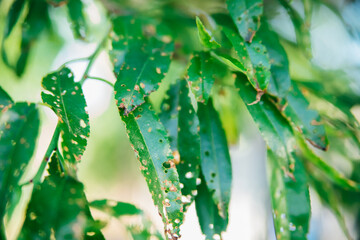 The foliage of the peach tree is damaged and eaten by caterpillars. Gardening.