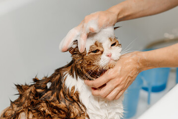 three-haired britain cat washing in white bath by groomer with foam and water