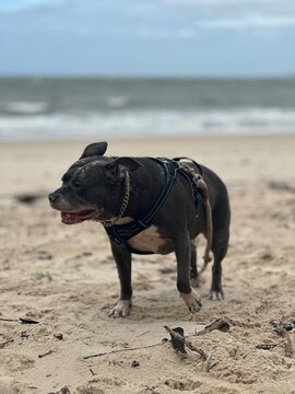 Blue American Staffordshire  dog on the beach in the middle of a shake sand everywhere