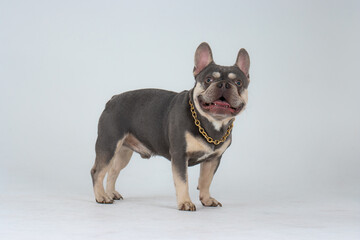  lilac and tan French bulldog standing on white background, gold chain