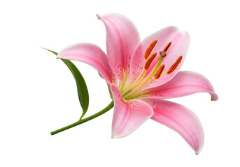 A delicate pink lily flower isolated on transparent background