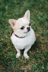 red and white chihuahua sitting on green grass in park in sunny summer day, dwarf dog breed,...