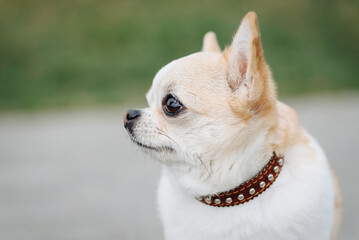 red and white chihuahua walking in park in sunny summer day, close-up view of head, dwarf dog breed, dogwalking concept