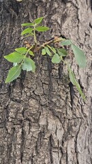 Green Plant Growing on Tree Trunk Close-up Nature Stock Photo