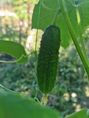 cucumber growing on a branch in the garden. close-up