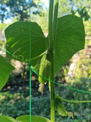 cucumber growing on a branch in the garden. close-up