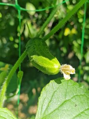 cucumber growing on a branch in the garden. close-up