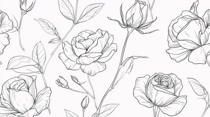 Elegant Line Art Roses Blooms on White Background with Soft Touch of Minimalism
