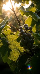 Sunlight Illuminates Grapes on Vine.