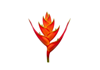 A vibrant, close-up image showcasing the intricate details of a fiery red and orange flower against a stark black backdrop.