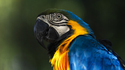 blue and yellow macaw close up portrait
