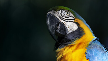 blue and yellow macaw close up portrait
