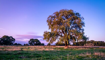 Solitary Tree at Sunset Meadow