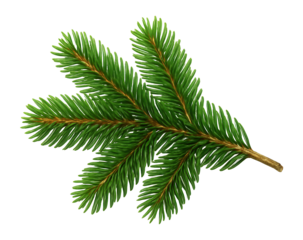 Fir branch with a thin stem