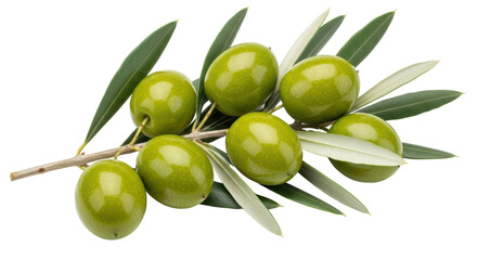 Isolated Green Olives on Branch