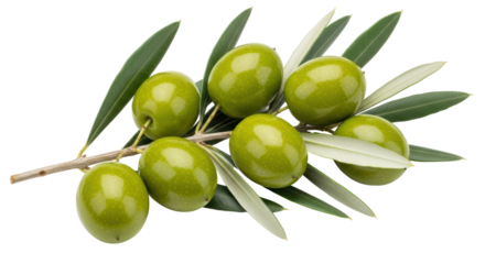 Isolated Green Olives on Branch