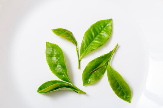 茶葉　生のお茶の葉　スタジオ撮影　白バック