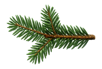 Fir branch with a medium thickness