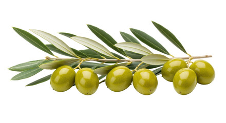 Isolated olive branch