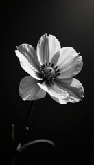 Fototapeta premium Monochrome blooms, stark contrast; dramatic shadows , high contrast, petals, high key