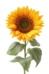 Fototapeta premium Close-up of a vibrant sunflower (1)