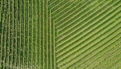 Fototapeta premium Aerial View of Diagonal Vineyard Rows: Green Stripes and Geometric Patterns