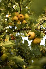 Obst auf dem Obstbaum, Äpfel, kurz vor der Ernte, spät sommerliche Ernte. Apfelbaum.