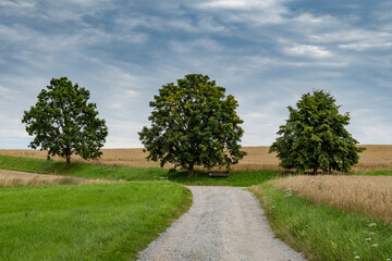 Drei Bäume mit einer Bank an einem Feldweg