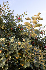 Apfelbaum in voller Pracht, erntereife Äpfel auf dem Baum.