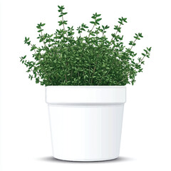Fototapeta premium Lush Green Thyme Plant Flourishing in a Simple White Pot