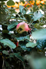 Apfel auf dem Baum, rot-grüne Apfel zwischen Blättern