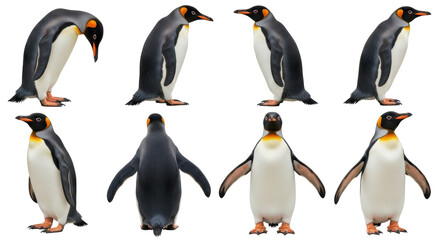 Isolated Penguins © Natalia