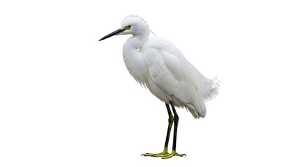 Isolated Little Egret Bird