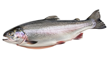 Isolated Fish