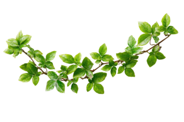 A vibrant green leafy branch, curved gracefully