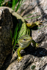 Green lizard close-up on rocks in natural habitat