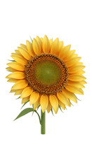 Naklejka premium Sunflowers: Blooming Beauty with Transparent Background, Vibrant Yellow Petals & Green Stem