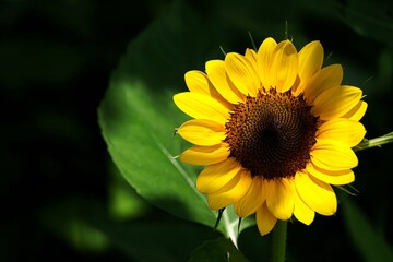 Close-up of a vibrant sunflower under summer sunlight