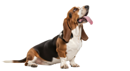 Isolated Basset Hound Dog