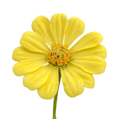 yellow daisy isolated on white background