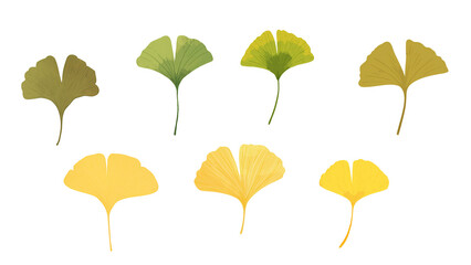 フラットなイラスト風のイチョウの葉素材