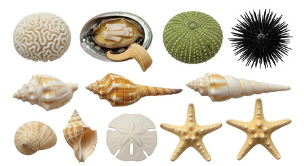 Isolated Collection Of Shells